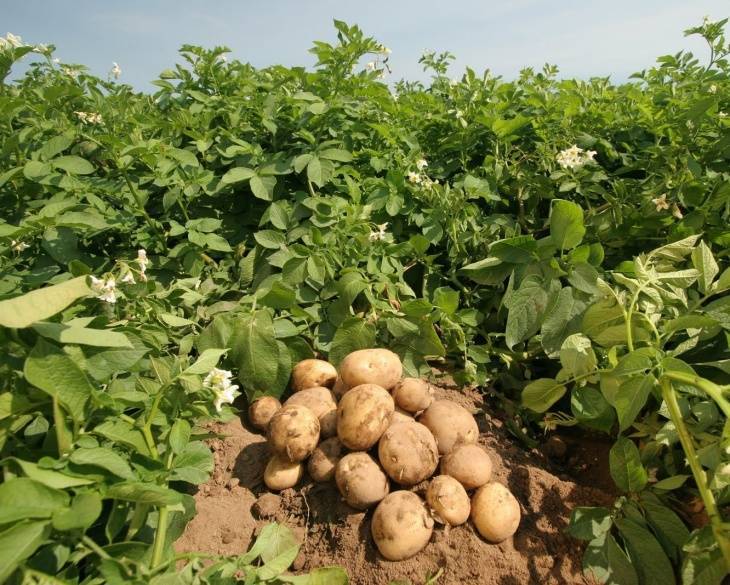 12 способов посадки картофеля: традиционные и новые - 7ogorod.ru