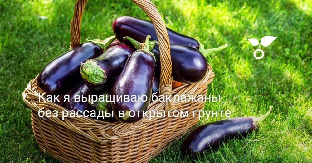 Как я выращиваю баклажаны без рассады в открытом грунте - botanichka.ru