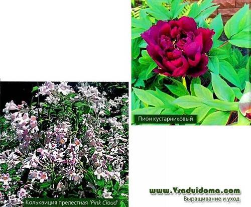 Весенние красивоцветущие кустарники название, фото и описание – Часть 2 - vsaduidoma.com