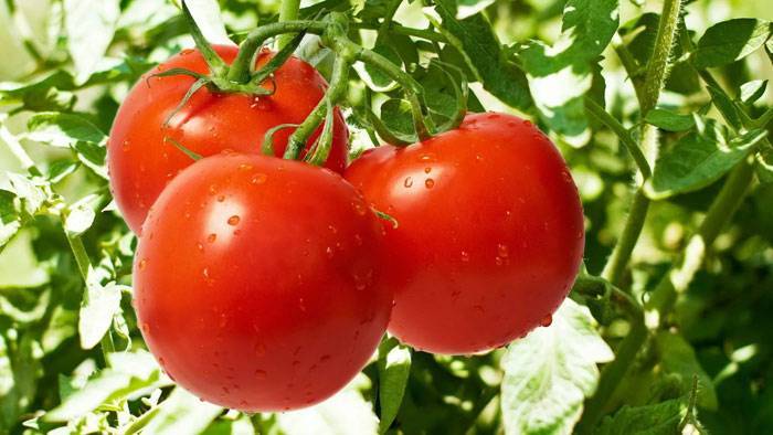Низкорослые томаты – самые урожайные сорта - 7ogorod.ru