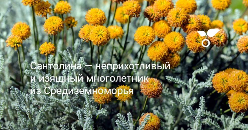 Сантолина — неприхотливый и изящный многолетник из Средиземноморья - botanichka.ru