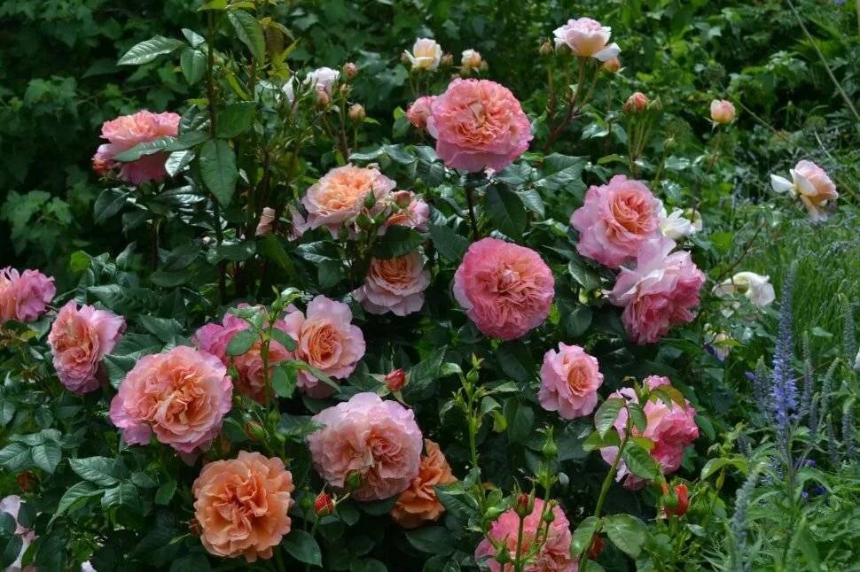 Чайно-гибридная роза Augusta Luise (Августина Луиза): фото и описание, отзывы - fermilon.ru