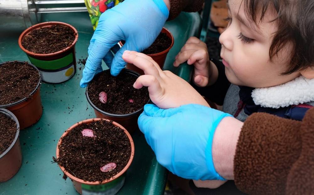 Грядка юного ботаника – 7 растений, которые можно вырастить вместе с детьми - ogorod.ru