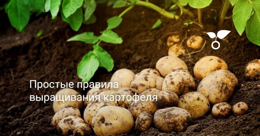 Простые правила выращивания картофеля - botanichka.ru