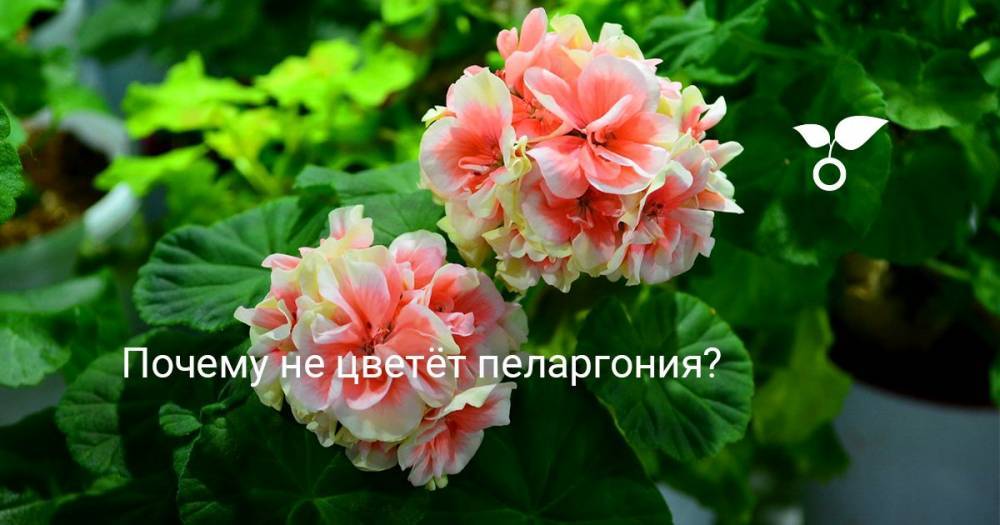 Почему не цветёт пеларгония? - botanichka.ru