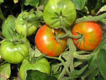 Как защитить помидоры от солнца? - sad-dacha-ogorod.com