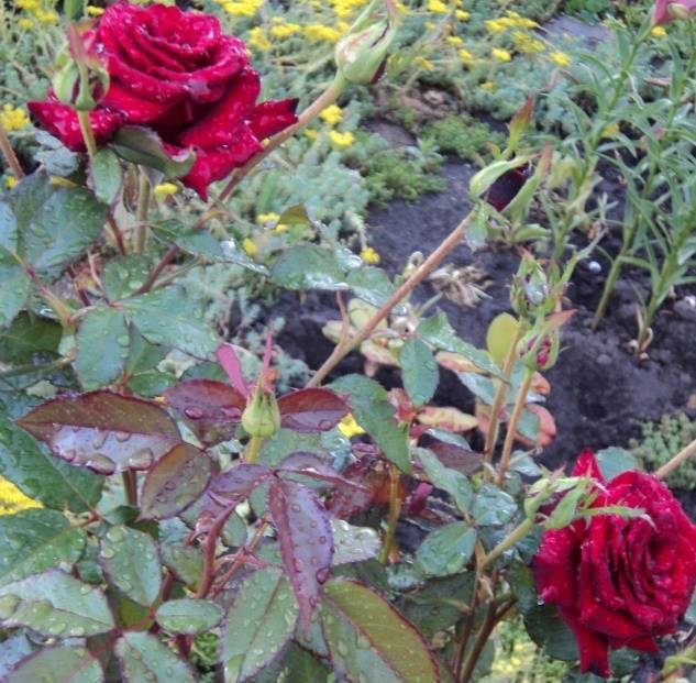 Чайно-гибридная роза Black Prince (Черный принц): описание сорта, посадка и уход - fermilon.ru - Англия - Россия