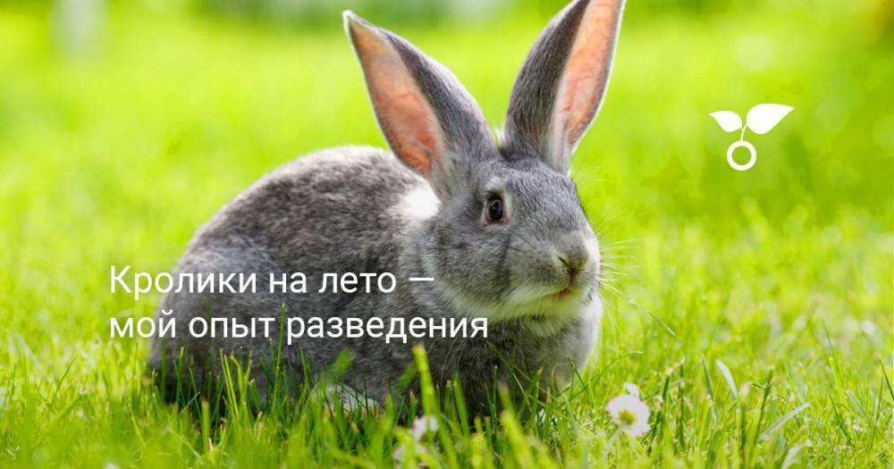 Кролики на лето — мой опыт разведения - botanichka.ru - Московская обл. - Хабаровский край