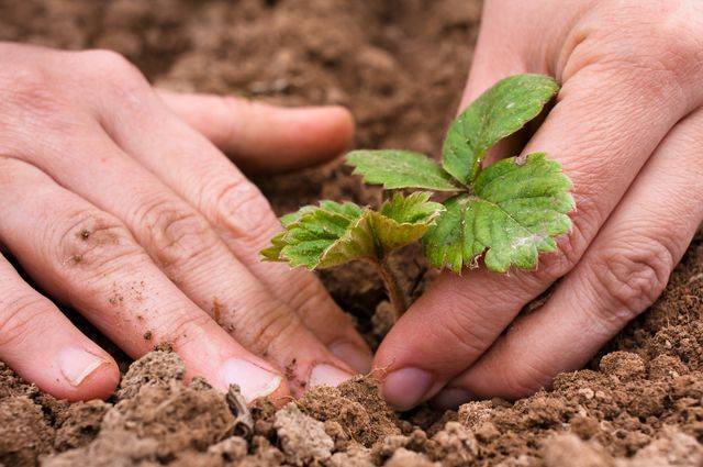 Время земляники. Как посадить, размножить и ухаживать за садовой ягодой - aif.ru - округ Цфо