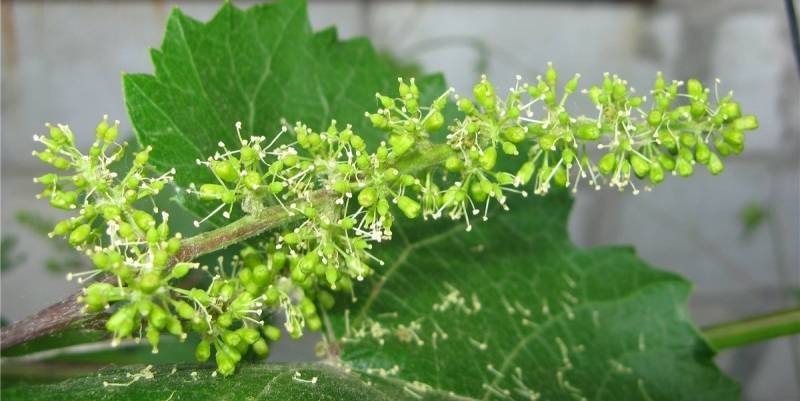 Почему виноград не плодоносит? - sad-dacha-ogorod.com