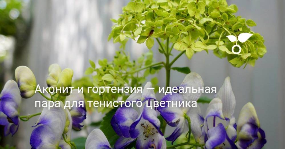 Аконит и гортензия — идеальная пара для тенистого цветника - botanichka.ru - республика Карачаево-Черкесия