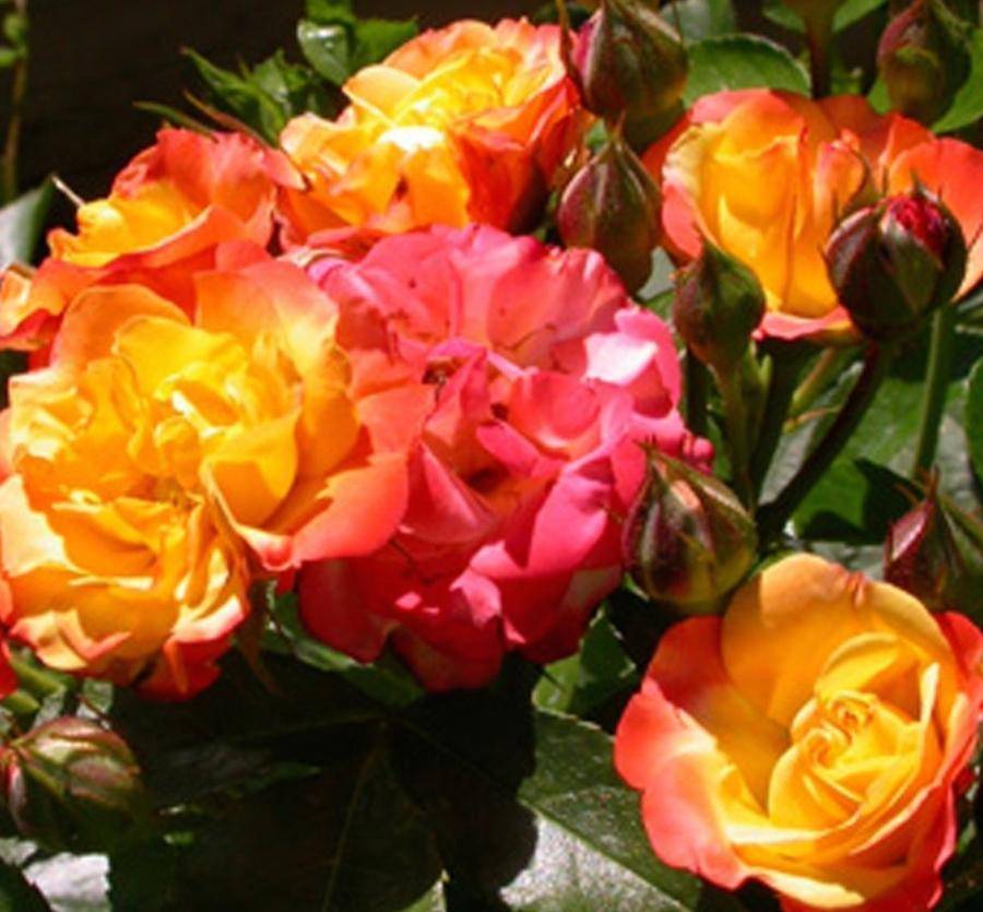Плетистая повторноцветущая роза флорибунда Rumba (Румба) - fermilon.ru - Дания