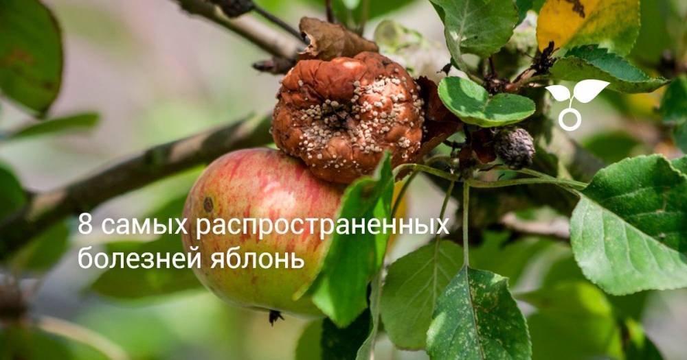8 самых распространенных болезней яблонь - botanichka.ru
