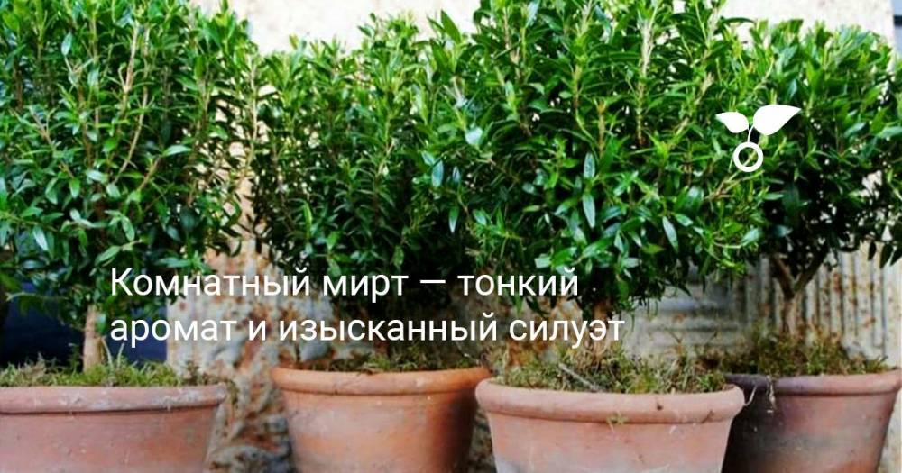 Комнатный мирт — тонкий аромат и изысканный силуэт - botanichka.ru