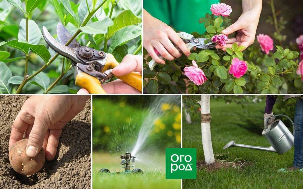 30 дел, которые надо сделать в саду, огороде и цветнике в июне - ogorod.ru