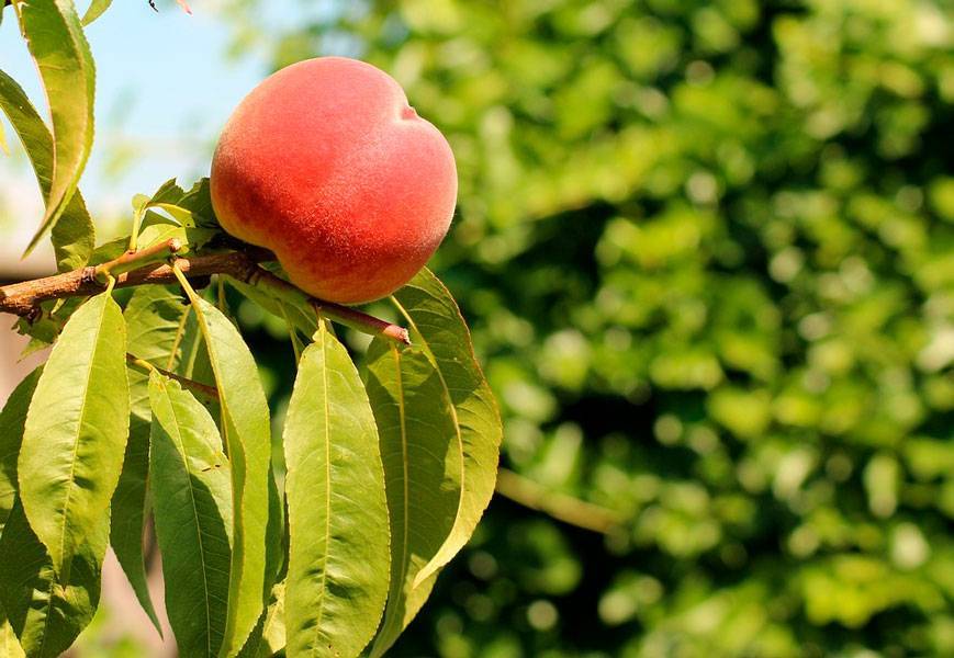 Вырастить персики крупными и сладкими - umhoz.com