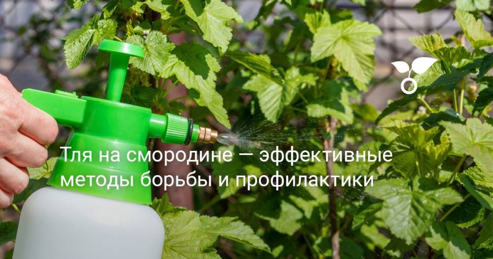 Тля на смородине — эффективные методы борьбы и профилактики - botanichka.ru