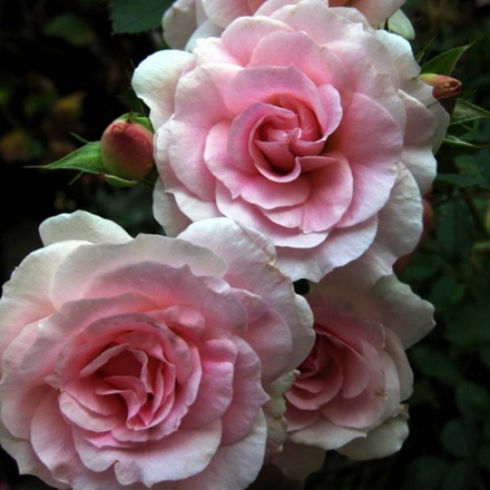 Парковые розы: фото с названиями, сорта, не требующие укрытия на зиму - fermilon.ru