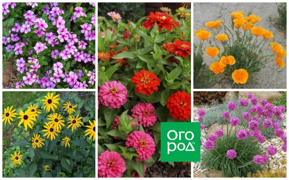 9 садовых цветов, которые можно вообще не поливать - ogorod.ru
