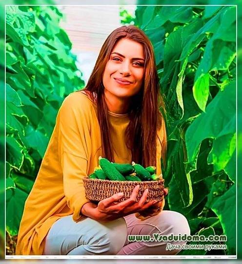 Урожай огурцов в мае – пошаговое описание - vsaduidoma.com