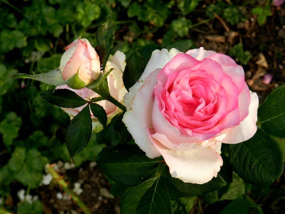 Чайно-гибридная роза сорта Bella Vita (Белла Вита): посадка и уход - fermilon.ru - Голландия
