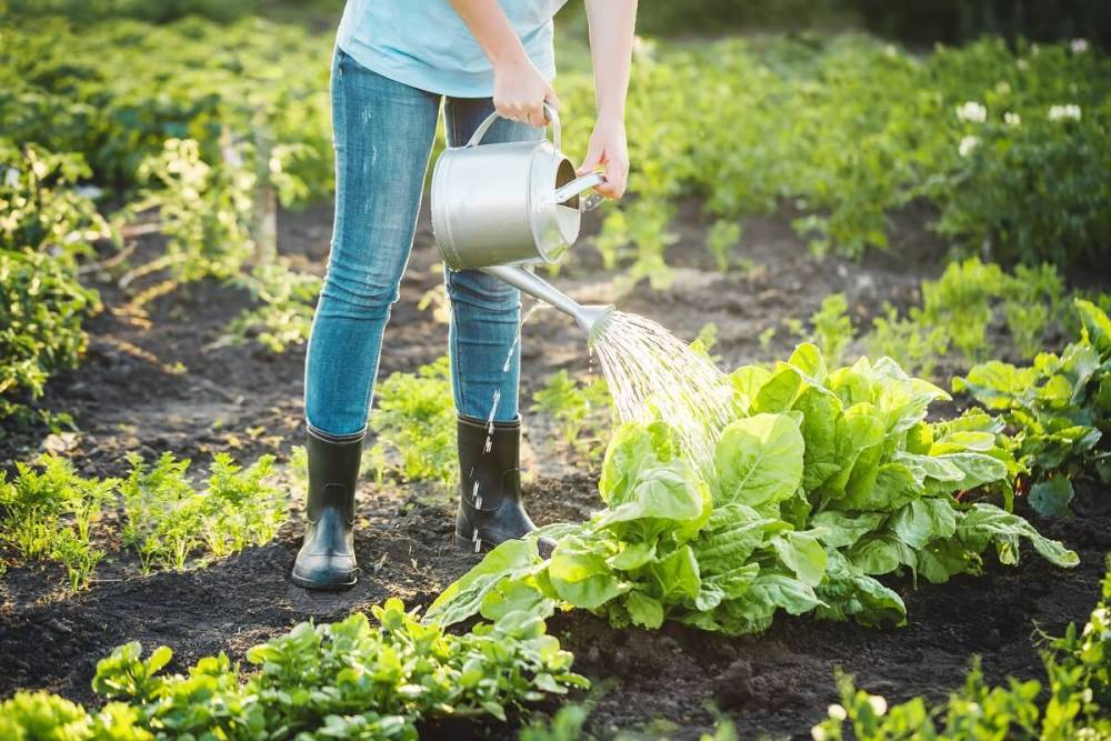 Как правильно поливать растения в огороде – советы для увеличения урожая - ogorod.ru
