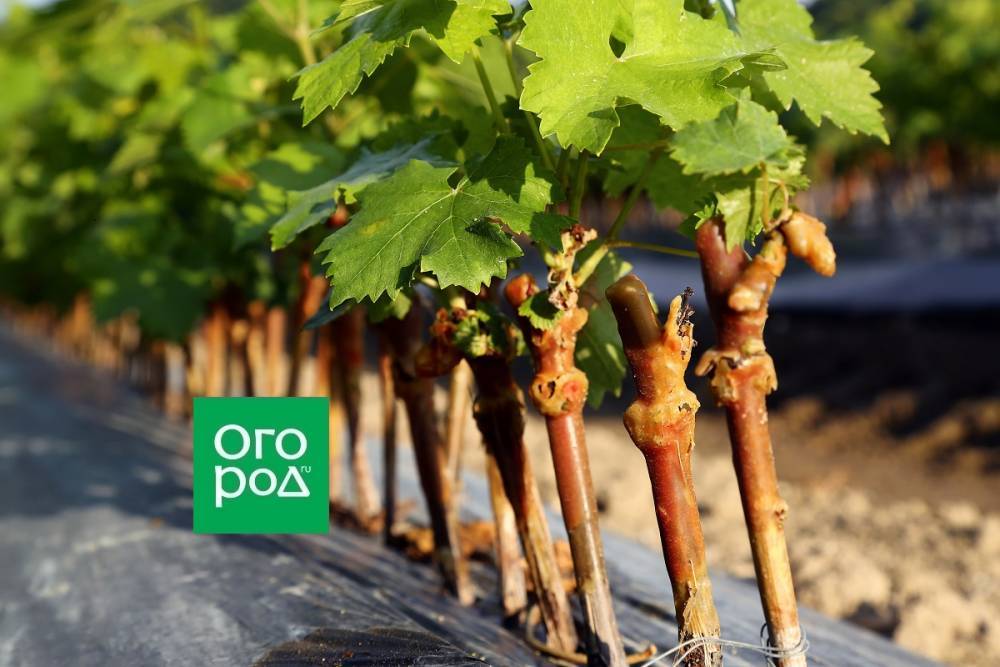 Как размножить виноград весной - ogorod.ru - г. Виноград