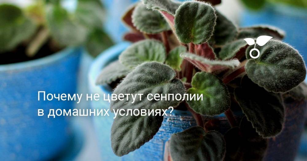 Почему не цветут сенполии в домашних условиях? - botanichka.ru