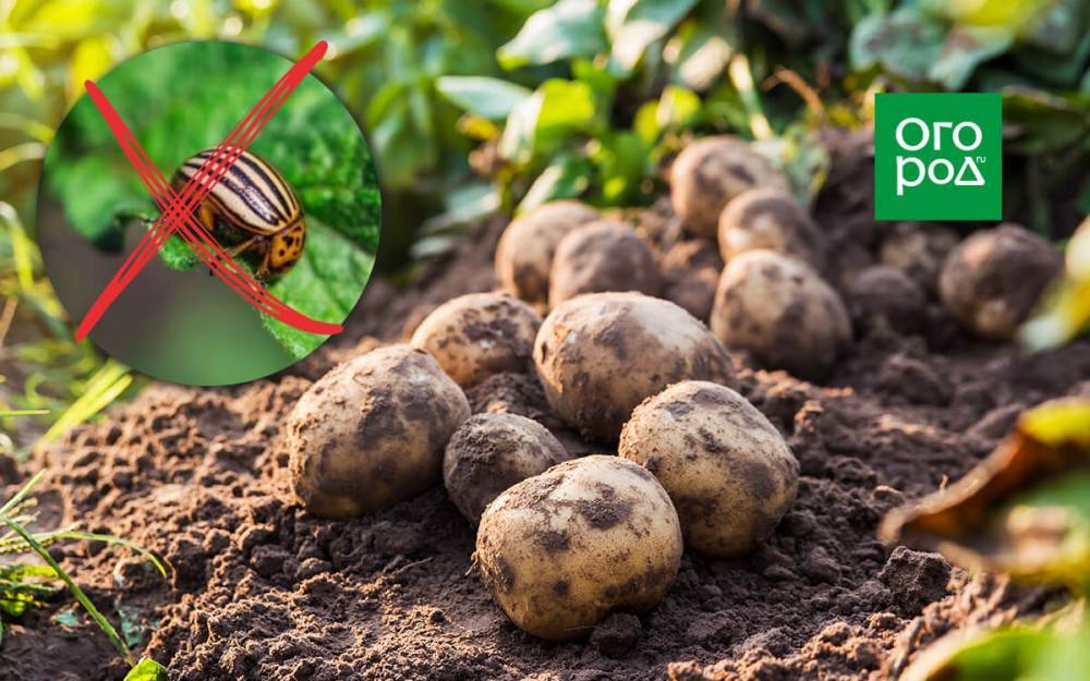 Сорта картофеля, устойчивые к колорадскому жуку − миф или реальность? - ogorod.ru
