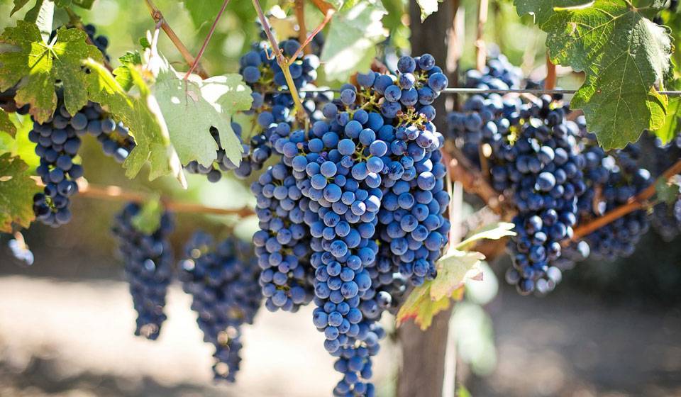 Лучшие сорта винограда - kp.ru