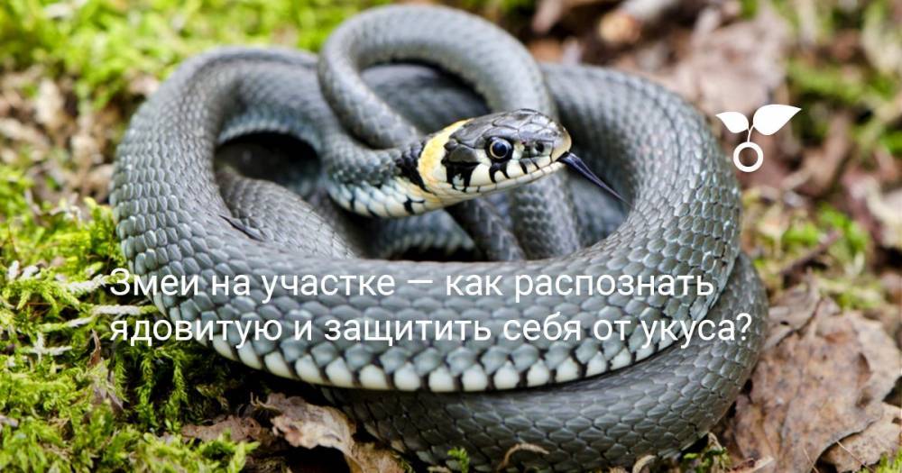 Змеи на участке — как распознать ядовитую и защитить себя от укуса? - botanichka.ru - Московская обл.