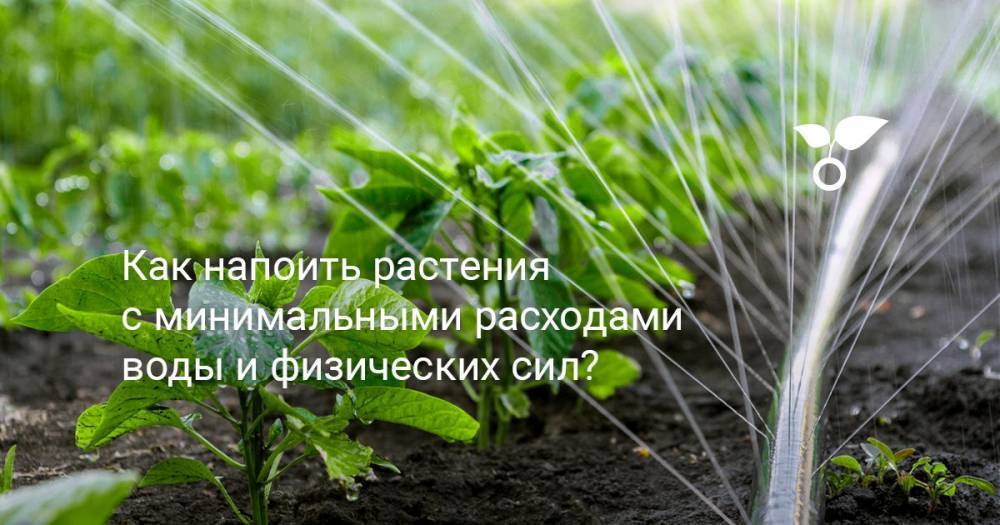 Как напоить растения с минимальными расходами воды и физических сил? - botanichka.ru