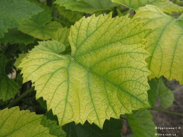 Хлороз винограда: причины пожелтения листьев и их лечение (железным купоросом, хелатом железа)) - countryhouse.pro