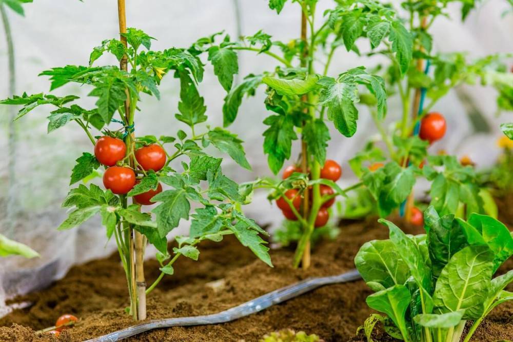 Формирование томатов в теплице и открытом грунте: инструкции и схемы - ogorod.ru