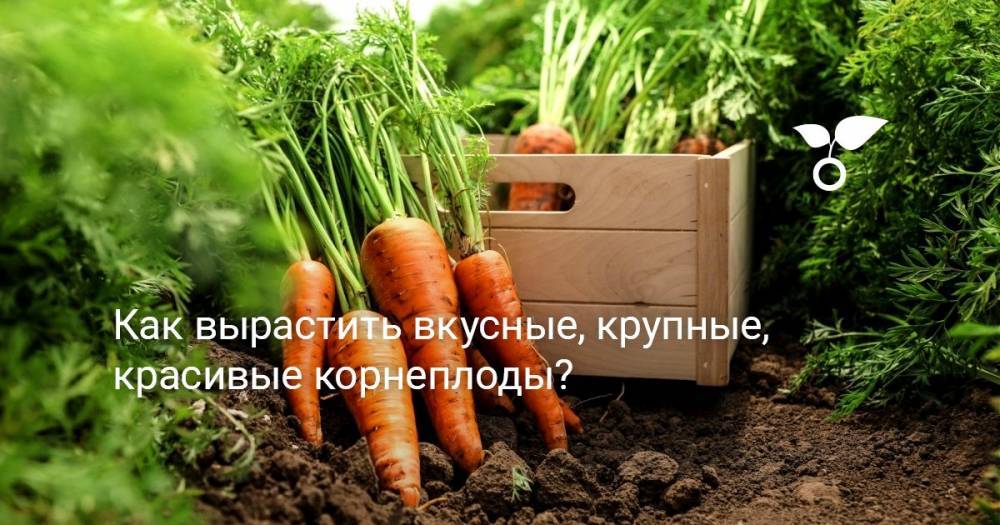 Как вырастить вкусные, крупные, красивые корнеплоды? - botanichka.ru