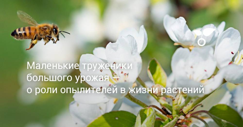 Маленькие труженики большого урожая — о роли опылителей в жизни растений - botanichka.ru