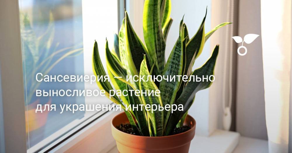 Сансевиерия — исключительно выносливое растение для украшения интерьера - botanichka.ru