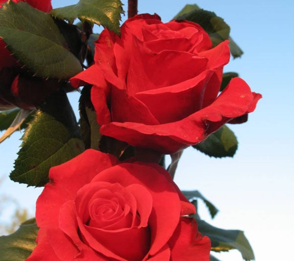Чайно-гибридная роза сорта Red Berlin (Ред Берлин): посадка и уход - fermilon.ru - Голландия - Берлин
