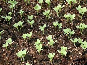 Как получить семена цветной капусты? - sad-dacha-ogorod.com
