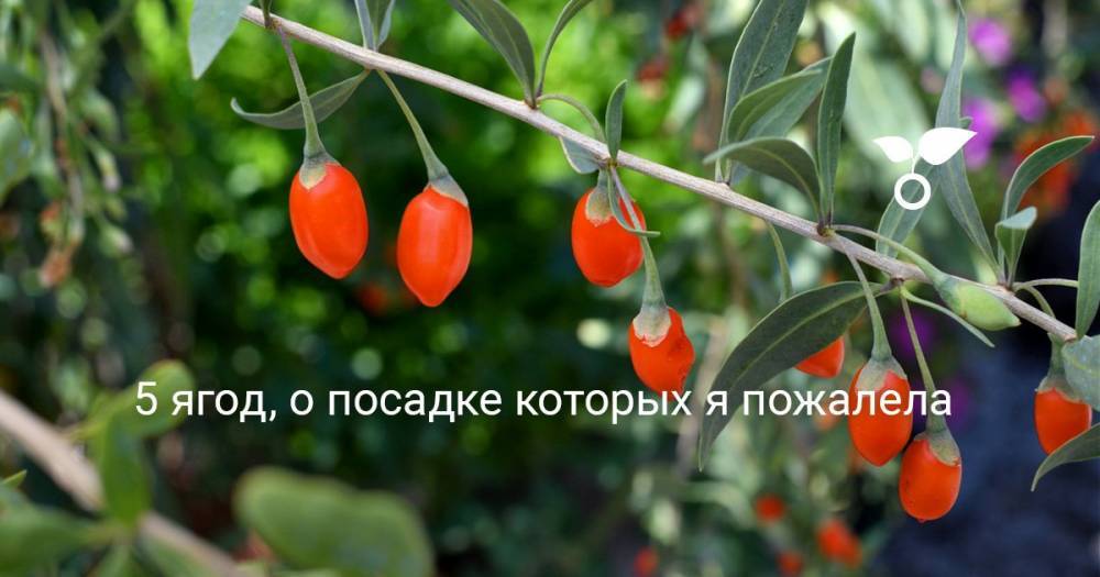 5 ягод, о посадке которых я пожалела - botanichka.ru