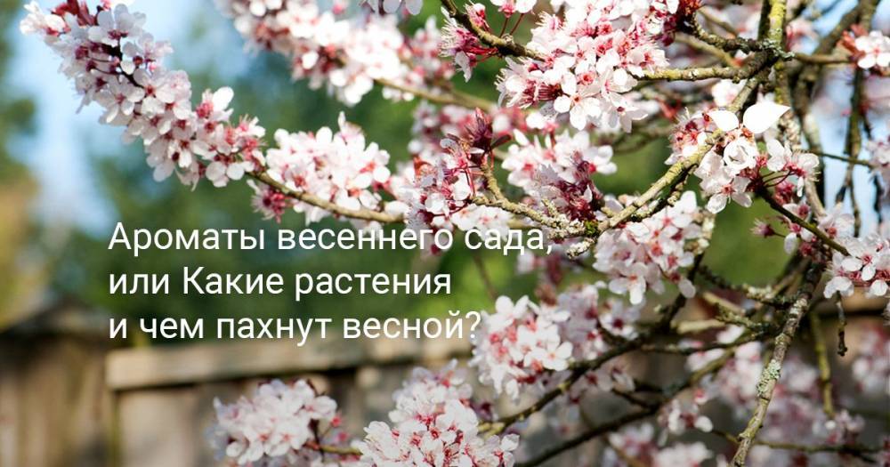 Ароматы весеннего сада, или Какие растения и чем пахнут весной? - botanichka.ru