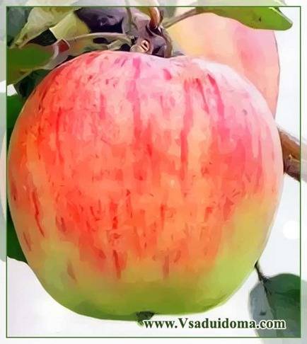 Л.И.Вигоров - Самые полезные сорта яблок (с высоким содержанием витамина С) - vsaduidoma