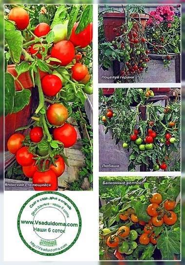 Выращивание томатов в горшках – какие нужны сорта. Мои отзывы о них - vsaduidoma.com