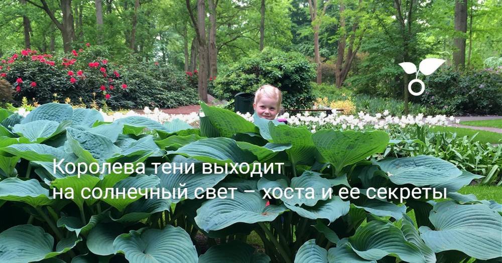 Королева тени выходит на солнечный свет – хоста и ее секреты - botanichka.ru