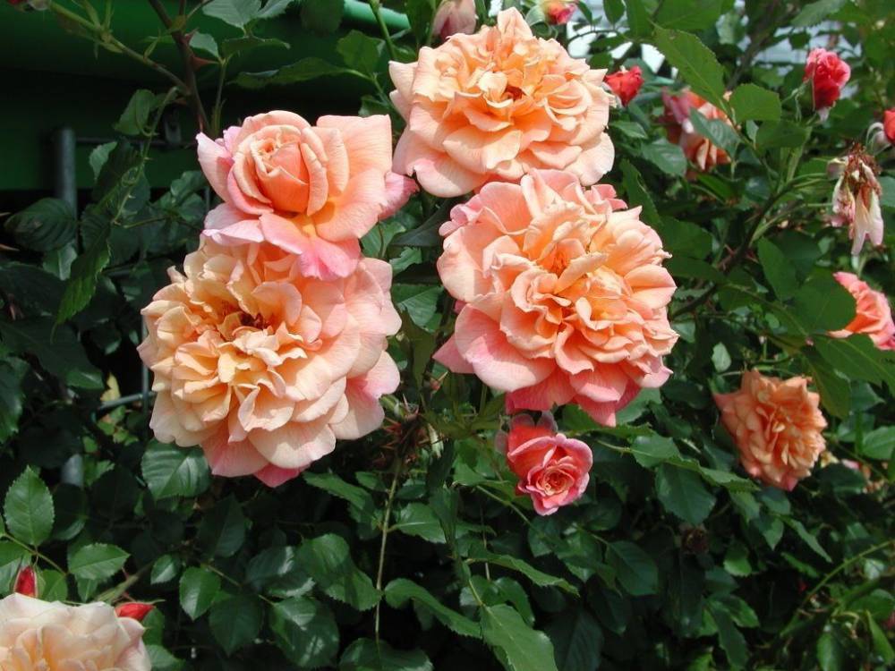 Вильгельм Кордес - Плетистая роза Aloha (Алоха): фото и описание, отзывы - fermilon.ru - Германия - Сша