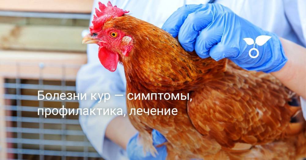 Болезни кур — симптомы, профилактика, лечение - botanichka.ru