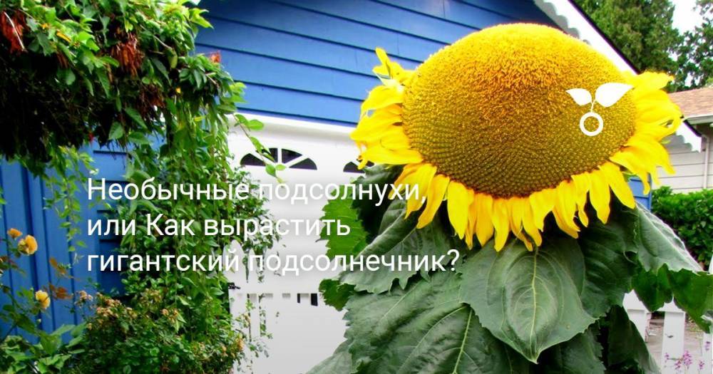 Необычные подсолнухи, или Как вырастить гигантский подсолнечник? - botanichka.ru