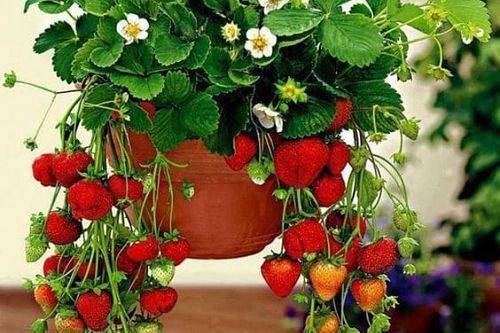 Как выращивать клубнику в домашних условиях - 7ogorod.ru