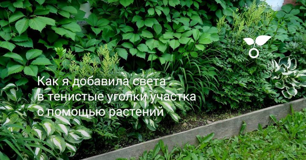 Как я добавила света в тенистые уголки участка с помощью растений - botanichka.ru - Хабаровский край