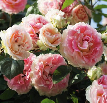 Плетистая роза Cesar (Юлий Цезарь): фото и описание, отзывы - fermilon.ru - Бельгия